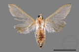 ǦW:Cirrhochrista spissalis