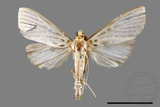 ǦW:Tyspanodes hypsalis