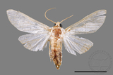 ǦW:Cirrhochrista spissalis