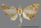 ǦW:Hyalobathra coenostolalis