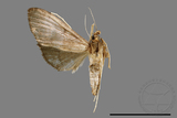 ئW:ŲwCrambidae