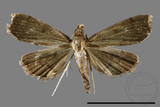 ئW:ŲwCrambidae