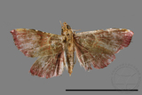 ǦW:Pyralinae sp.