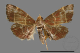 ǦW:Pyralinae sp.