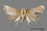 ئW:ŲwCrambidae