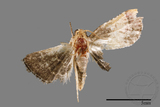 ǦW:Pyralinae sp.