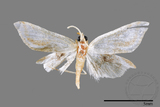 ǦW:Pycnarmon pantherata