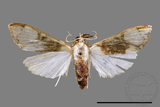 ǦW:Cirrhochrista fuscusa