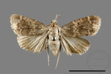 ǦW:Orthaga oliyacea