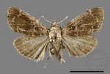 ǦW:Orthaga oliyacea