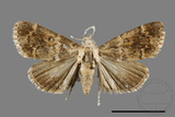 ǦW:Orthaga oliyacea