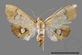 ǦW:Nosophora semitritalis