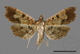 ǦW:Ceratarcha umbrosa