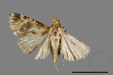 ǦW:Orthaga oliyacea