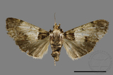 ǦW:Teliphasa albifusa