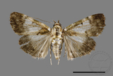 ǦW:Teliphasa albifusa