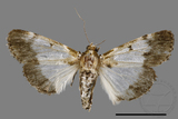 ǦW:Teliphasa albifusa