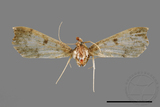 ǦW:Ceratarcha umbrosa