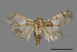 ǦW:Teliphasa albifusa