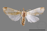 ǦW:Cirrhochrista fuscusa