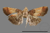 ǦW:Pyralinae sp.