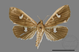 ǦW:Pleuroptya quadrimaculalis