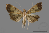 ǦW:Ceratarcha umbrosa