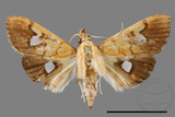 ǦW:Nosophora semitritalis