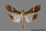 ǦW:Maruca vitrata