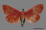 ǦW:Arctioblepsis rubida