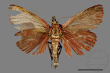 ǦW:Arctioblepsis rubida