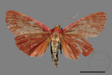 ǦW:Arctioblepsis rubida