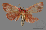 ǦW:Arctioblepsis rubida