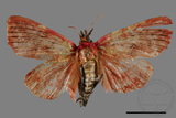 ǦW:Arctioblepsis rubida