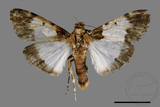 ǦW:Teliphasa albifusa