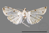 ǦW:Pycnarmon meritalis