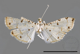 ǦW:Pycnarmon meritalis