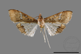 ǦW:Maruca vitrata