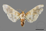 ǦW:Pachynoa thoosalis