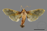 ǦW:Pachynoa thoosalis