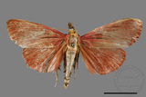 ǦW:Arctioblepsis rubida