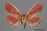 ǦW:Arctioblepsis rubida