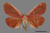 ǦW:Arctioblepsis rubida