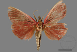 ǦW:Arctioblepsis rubida