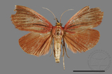 ǦW:Arctioblepsis rubida