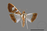 ǦW:Glyphodes actorionalis