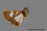 ǦW:Glyphodes chilka