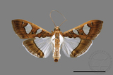 ǦW:Glyphodes actorionalis