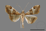 ǦW:Glyphodes itysalis