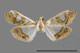 ǦW:Glyphodes duplicalis